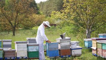 Man beekeeper in uniform working on beehive field. Beekeeping worker in protective uniform. video