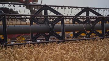 spinning mekanism av en tröskor nedskärningar de mogen spikelets. stänga upp kniv av kombinera roterande och klippning gul öron av vete. video