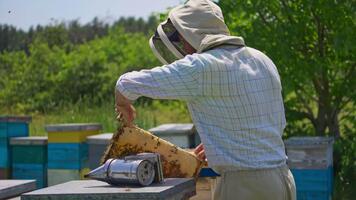 apiarist drar de honung hårkam ram ut av bikupa med bar händer. biodlare utseende på de tung ram full av bin på Det. bigård mot natur bakgrund. video