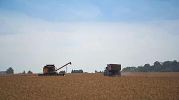 Yellow harvester machine stopped in the field and combiner examining it from outside. Tractor approaching the harvester to upload the crops. video