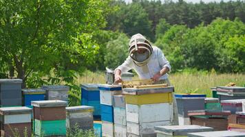 Man in protective hat takes the frame out of hive with bare hands. Lots of bees flying around the hives. Beekeeper rearranges honey frames in the hives. video