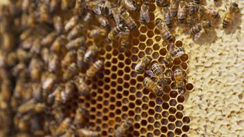 Bee colony crawling around the honeycomb. Frame with combs full of honey and partially sealed cells. Honeycomb background. video