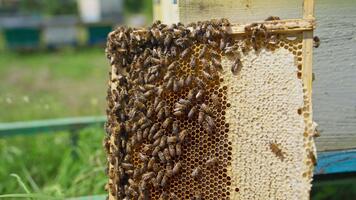 Honeycomb frame with bee brood is next to the hive. Bee colony crawling around the comb and sealing cells. Blurred background. video