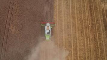 kombinera tröskor ridning långsamt förbi de gyllene fält och klippning Det. fågel öga se på de maskin arbetssätt i de halvklippt jordbruksmark. video