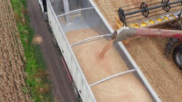 vete spannmål nedladdade in i traktor från de kombinera. topp se på de maskin varelse fylld med de samlade in gröda. video
