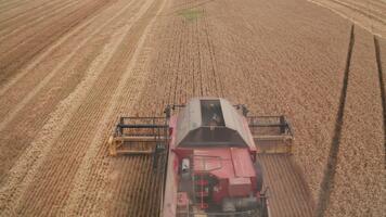 modern tröskor arbetssätt i de fält av torr vete. klippning mekanism roterande och skärande de gröda. topp se video