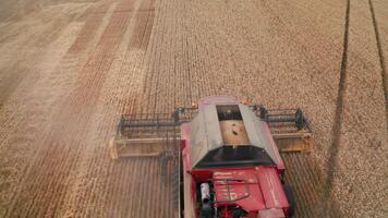 modern röd kombinera tröskor nedskärningar de torr spikelets av vete i jordbruksmark. dammig moln av hö stigande ovan de arbetssätt maskin. se från topp. video
