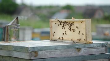bin krypande över de liten ram av tömma bikakor placerad på topp av de bikupa. rökare på de bakgrund. suddig bakgrund. video