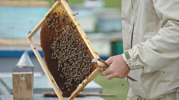 man apiarist innehav en ram med bin i händer och undersöker Det. efter en kolla upp apiarist sätter en ram tillbaka in i de bikupa. video
