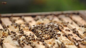 öppnad bikupa med ramar sätta i rader. talrik bin krypande över de ramar och flygande över. suddig bakgrund. stänga upp. video