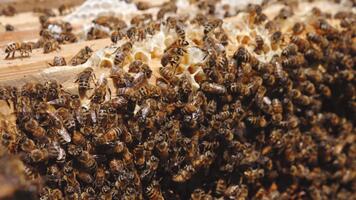 bi svärm Sammanträde på de blast av honung ramar. arbetssätt bin på deras arbetssätt rutin. stänga upp. bi bakgrund. video