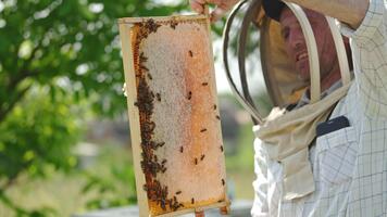 apicoltore è controllo un' telaio di pieno miele pettini. uomo nel speciale protettivo cappello mette il telaio contro il sole. uno lato di telaio è completamente sigillato e pronto per estrazione miele raccolto. video