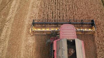 mietitore taglio meccanismo falcia il Ritaglia di asciutto Grano. fuco Visualizza di un' davanti parte di macchina con graduale crescente sopra il d'oro campo. video