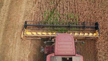 mogen vete beskära blandad med några grön ogräs varelse klippt förbi de modern maskin skördare. se från ovan på de snabbt roterande skärande mekanism i främre av de kombinera. video