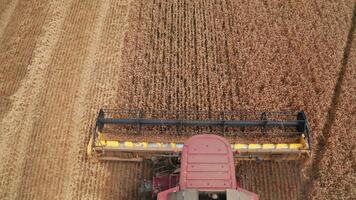 maturo asciutto spighette di Grano siamo falciato di il grande combinare mietitrice. falciatura meccanismo nel il davanti parte di macchina tagli il raccolti. superiore Visualizza. video