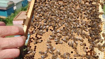 Apiarist's hand holds a frame covered with working bees. Man uncovers some cells on the frame with his finger. Honeycombs almost completely sealed. Close up. video