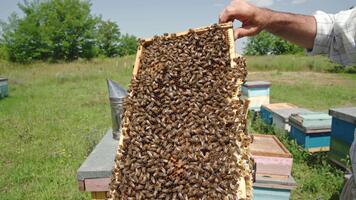 imker Holding een kader welke is zit vast in de omgeving van met bijen. honing bij broeden Aan de kader met donker honingraten. dichtbij omhoog. natuur achtergrond. video