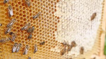 licht bruin honing kammen met werken bijen Aan. sommige cellen zijn geopend met vers honing en anderen zijn nu al verzegeld. dichtbij omhoog. video