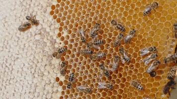 Some working bees crawling over the wax frame. Half of the cells already sealed, another half filled with fresh sparkling honey in the cells. Close up. video