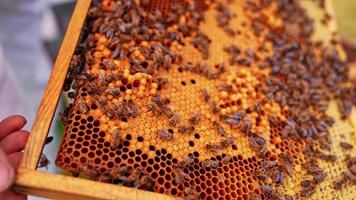 honing bij broeden klaar naar klep. kader van honingraten met bij larven. werken bijen aan het bedekken de kader. dichtbij omhoog. video