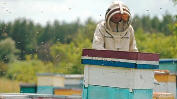 arg bin svärmande i de bigård. biodlare i skyddande kläder och hatt med instrument i händer kommer till de bikupa. suddig bakgrund. video
