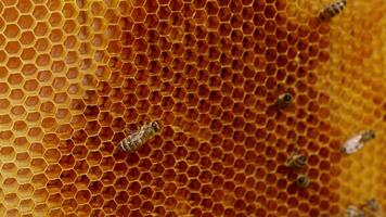 sommige arbeider bijen kruipen in de omgeving van de leeg was- cellen. hardwerkend insecten creëren de honingraten. dichtbij omhoog. video