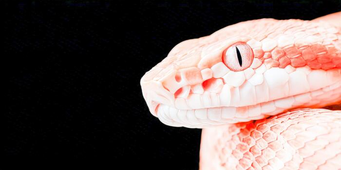 A close up of a pink snake with its head turned to the side photo