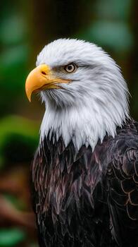 Iconic bald eagle gazing intently while perched in a natural setting photo