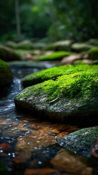 Green moss covers smooth rocks by a gentle stream in a serene forest photo