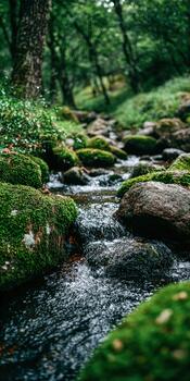 A stream running through a forest with green moss photo