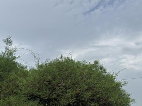 Overcast skies frame a verdant bush, soft light diffuses through delicate needles in nature photo