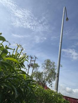 An upward perspective captures the serene convergence of natural growth and constructed order photo