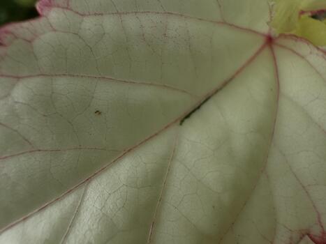 Intricate leaf venation, A close-up revealing the detailed architecture of a leaf's delicate network photo
