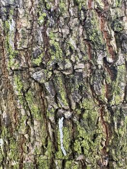 Detailed bark texture featuring lichen growth and the intriguing surface patterns of a mature tree photo