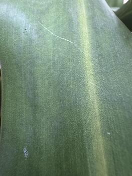 A serene study of a broad green leaf with subtle striations and delicate surface texture photo