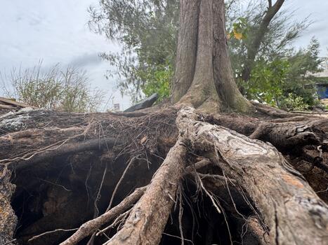 Exposed roots of a weathered tree reveal a hidden cavity under overcast skies creating a natural photo