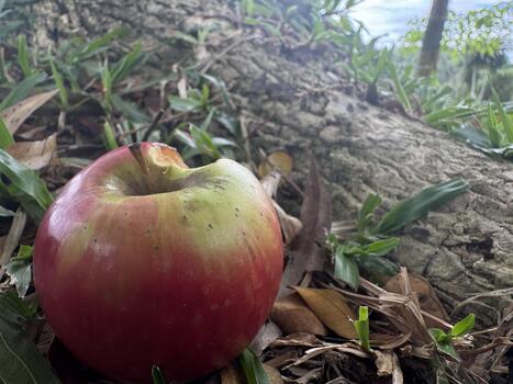 Rustic Apple Resting Beneath a Weathered Tree Trunk among green grass and fallen leaves photo
