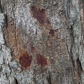 Textured Tree Trunk, Abstract patterns revealed on the surface of aged bark offering visual intrigue photo