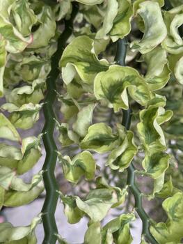 de cerca de euforia tithymaloides abigarrado, exhibiendo sus zigzag tallos y único jaspeado foto
