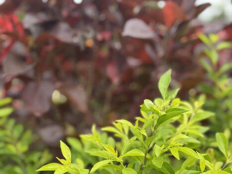 Verdant foreground contrasts with the blurred ruby foliage creating a striking visual contrast of photo