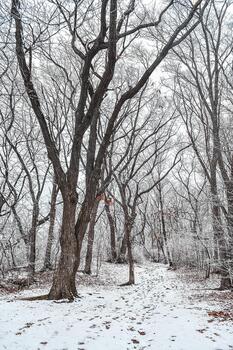The park is covered with a thin layer of snow in winter..,. The park with tall trees and paths is covered with snow. photo