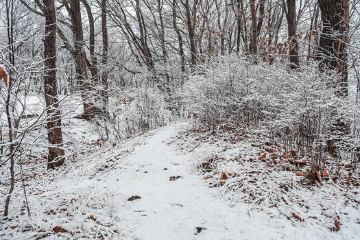 The park is covered with a thin layer of snow in winter., The park with tall trees and paths is covered with snow. photo