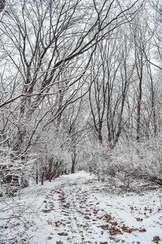 The park is covered with a thin layer of snow in winter.,, The park with tall trees and paths is covered with snow. photo
