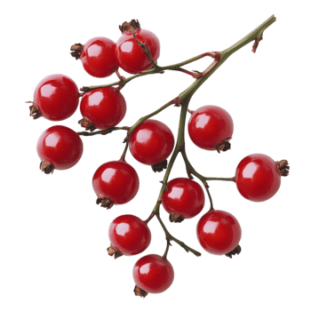 Fresh Red Currants on Branch Arranged in a Cluster for Display. png