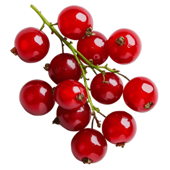 Fresh Red Currants on Branch Arranged in a Cluster for Display png