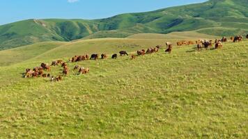 oveja son pasto en herboso colinas durante tiempo de día en Kirguistán - zumbido pov con hacia abajo cámara movimiento y paralaje efecto. video
