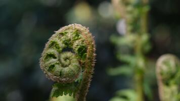 fresh Fern Spiral Close Up View Of Fresh Green Young wild Fern In Spiral Form With Shallow Depth Of Field In The Forest. Selective focus with blurred green background. video