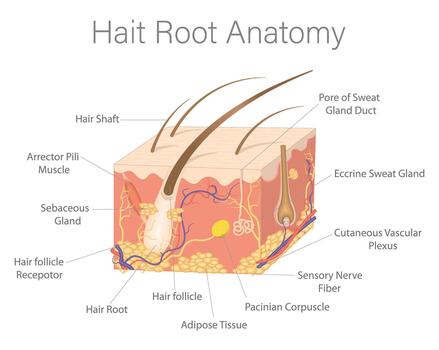 Cross-section illustration of a hair follicle showing its intricate anatomical structures and layers. vector
