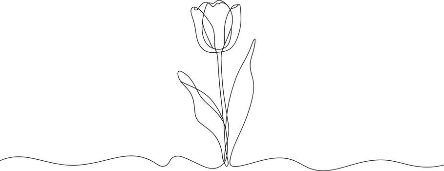 Continuous line drawing of tulip vector