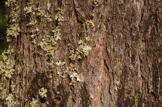 Detailed Tree Bark Texture with Green Lichen in Forest Environment photo